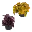 Bild 1 von GARDENLINE Heuchera