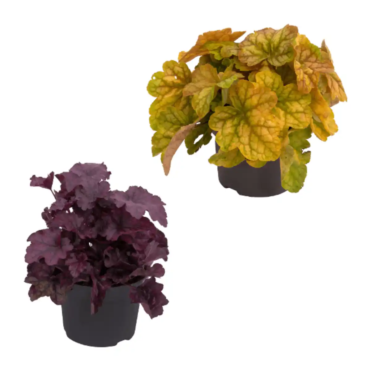 Bild 1 von GARDENLINE Heuchera