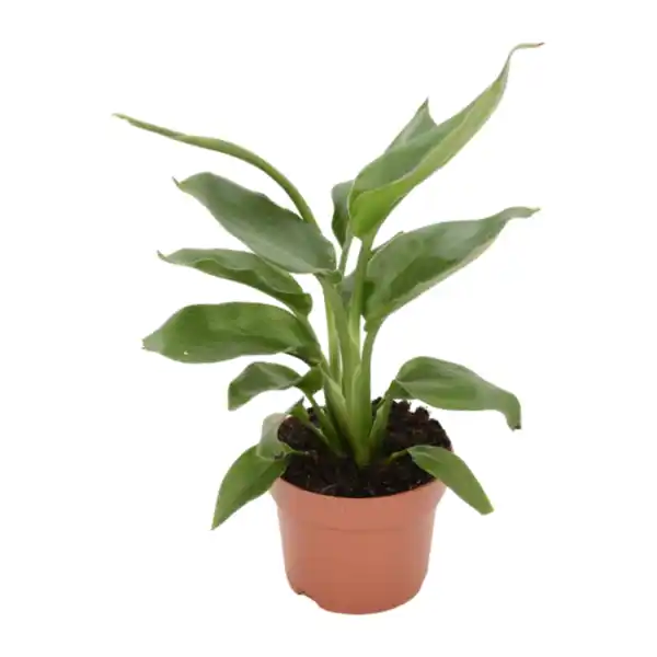 Bild 2 von GARDENLINE Premium-Grünpflanze