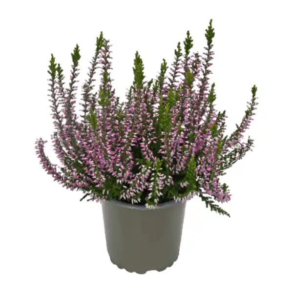 Bild 4 von GARDENLINE Calluna vulgaris (Besenheide)