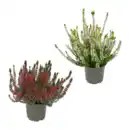 Bild 1 von GARDENLINE Calluna vulgaris (Besenheide)