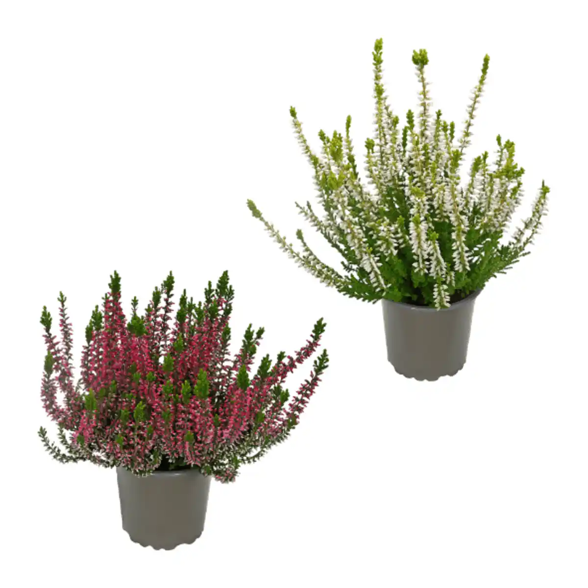 Bild 1 von GARDENLINE Calluna vulgaris (Besenheide)