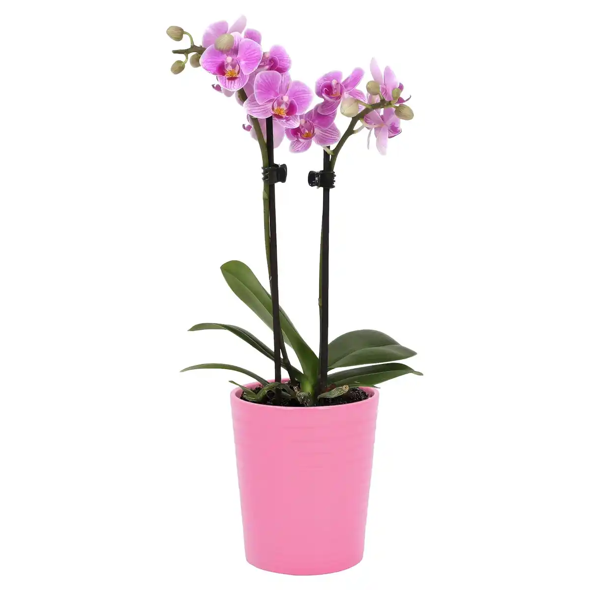 Bild 1 von GARDENLINE Orchidee rosa