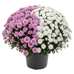 GARDENLINE Chrysanthemen Busch
