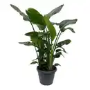 Bild 1 von Strelitzien