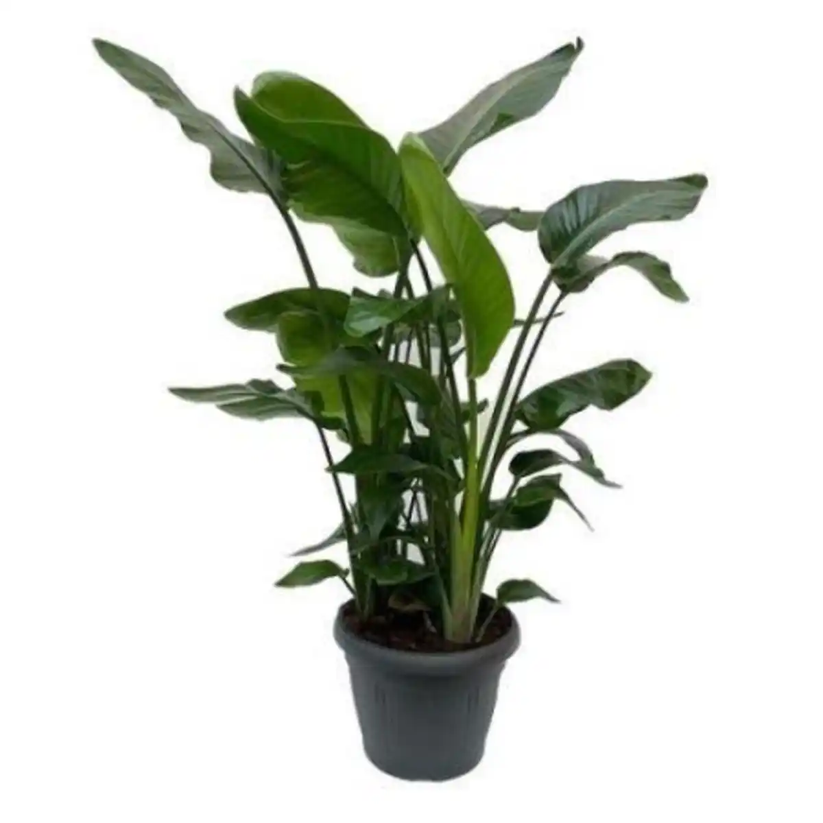 Bild 1 von Strelitzien