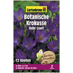 Gartenkrone Krokusse, 12 Blumenzwiebeln, purpurviolett