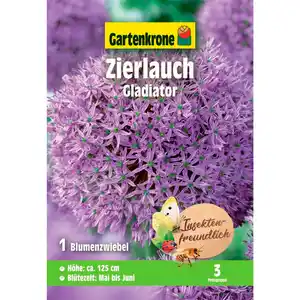 Gartenkrone Allium »Gladiator«, 1 Stück, purpurfarben