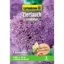 Bild 1 von Gartenkrone Allium »Gladiator«, 1 Stück, purpurfarben
