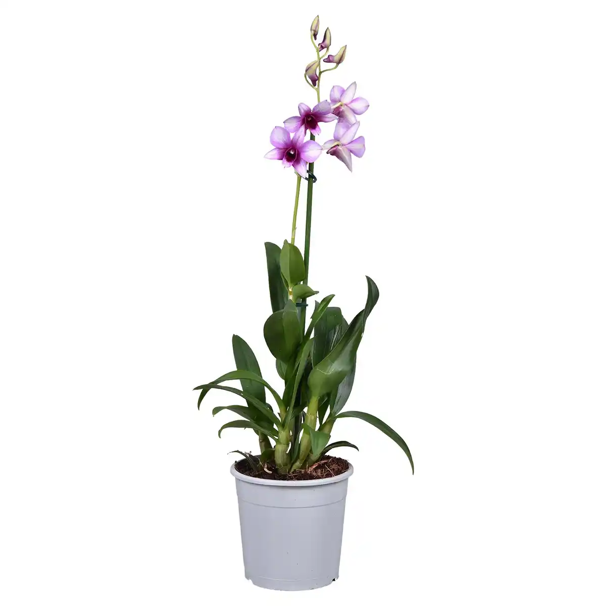 Bild 1 von GARDENLINE Orchideen Mix
