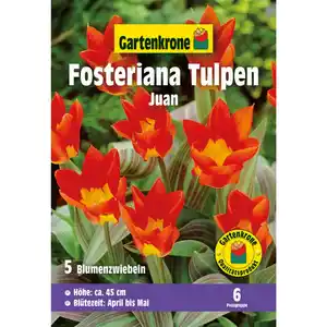 Gartenkrone Tulpen, 5 Blumenzwiebeln, gelb/orange