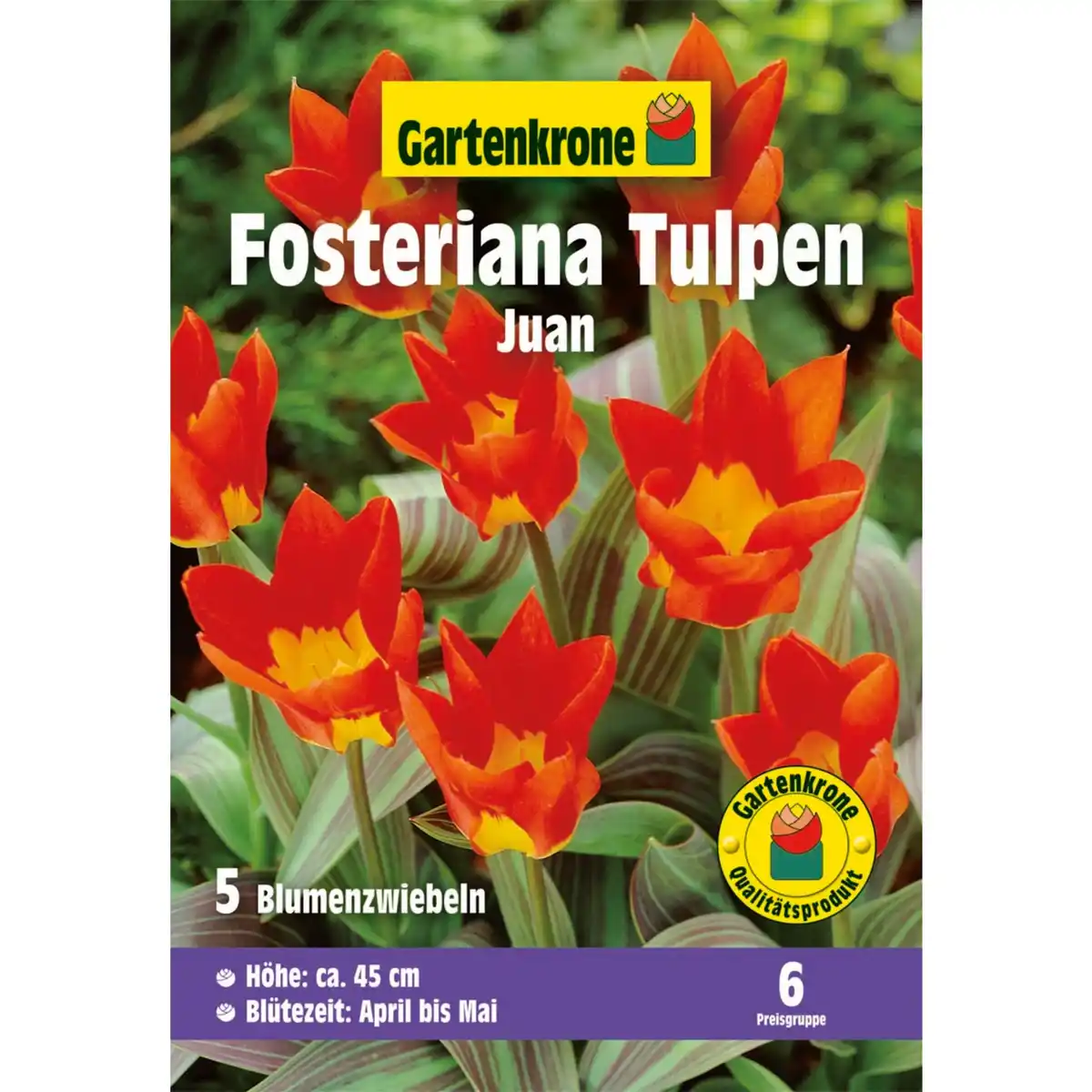 Bild 1 von Gartenkrone Tulpen, 5 Blumenzwiebeln, gelb/orange