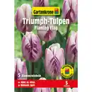 Bild 1 von Gartenkrone Tulpe »Flaming Flag«, 7 Stück, weiß mit lila Flammung