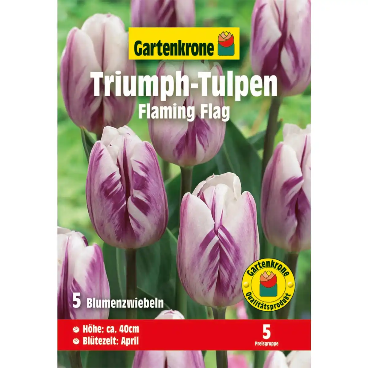 Bild 1 von Gartenkrone Tulpe »Flaming Flag«, 7 Stück, weiß mit lila Flammung