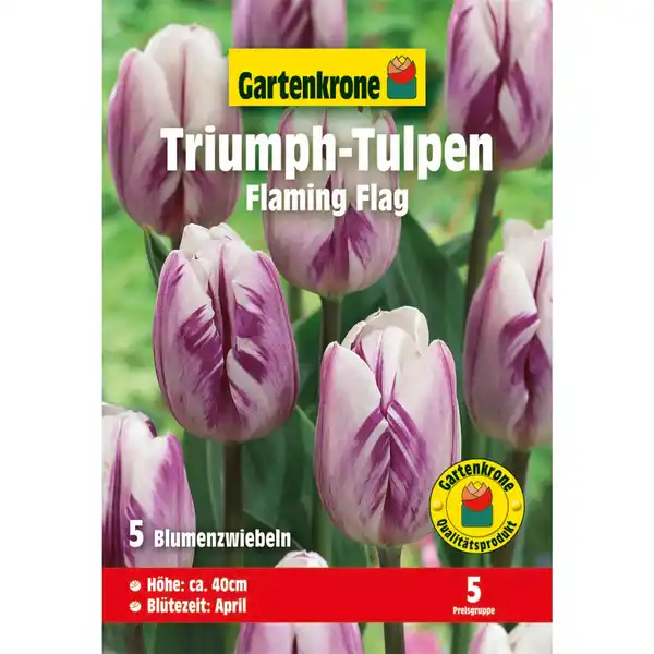 Bild 1 von Gartenkrone Tulpe »Flaming Flag«, 7 Stück, weiß mit lila Flammung