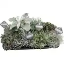 Bild 1 von Gartenkrone Mischung Beet & Balkon, Herbstpflanzen silberlaubig, max. Wuchshöhe: 30 cm, Blüte: mehrfarbig