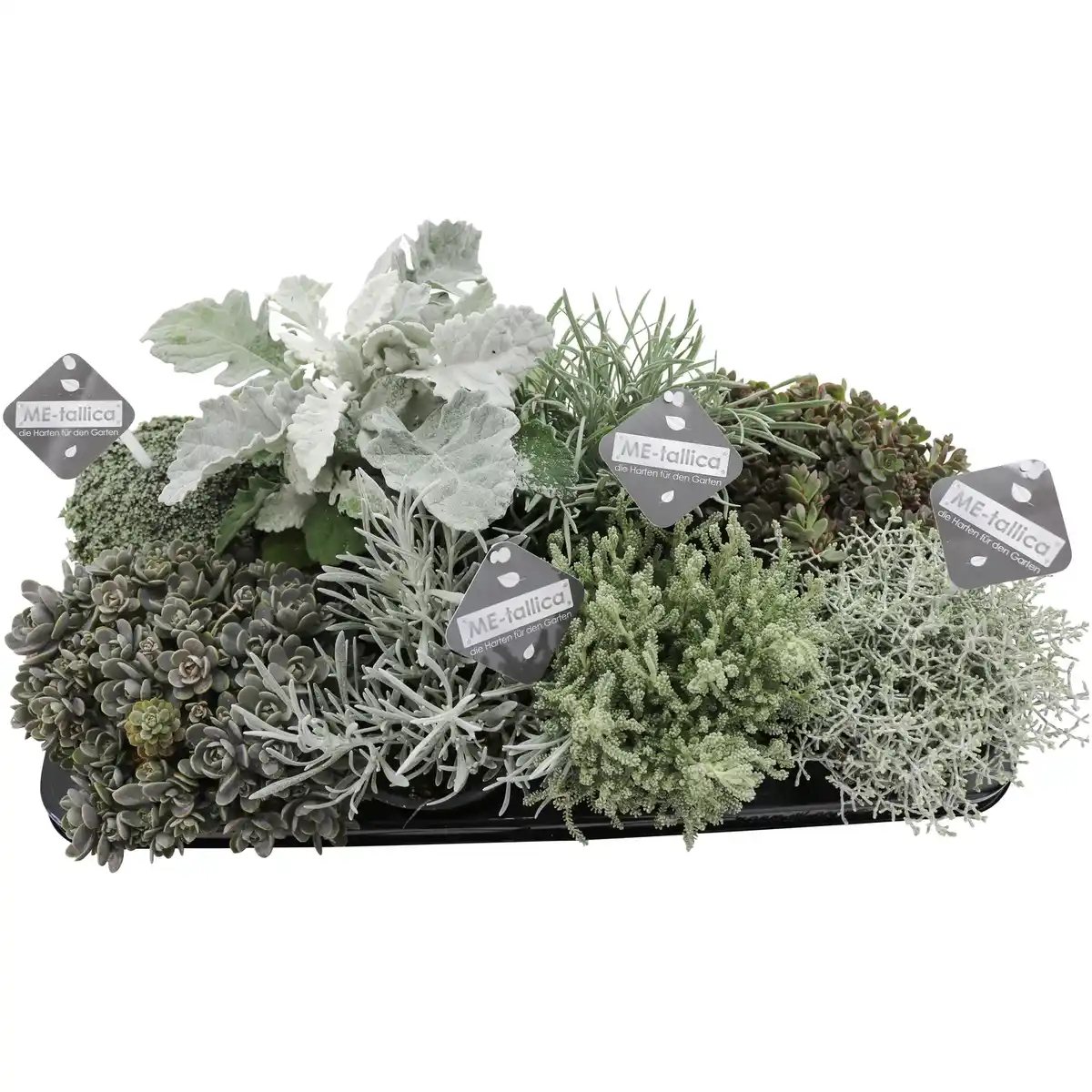 Bild 1 von Gartenkrone Mischung Beet & Balkon, Herbstpflanzen silberlaubig, max. Wuchshöhe: 30 cm, Blüte: mehrfarbig