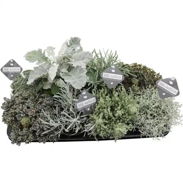 Bild 1 von Gartenkrone Mischung Beet & Balkon, Herbstpflanzen silberlaubig, max. Wuchshöhe: 30 cm, Blüte: mehrfarbig