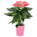 Bild 1 von GARDENLINE Anthurie in Keramik