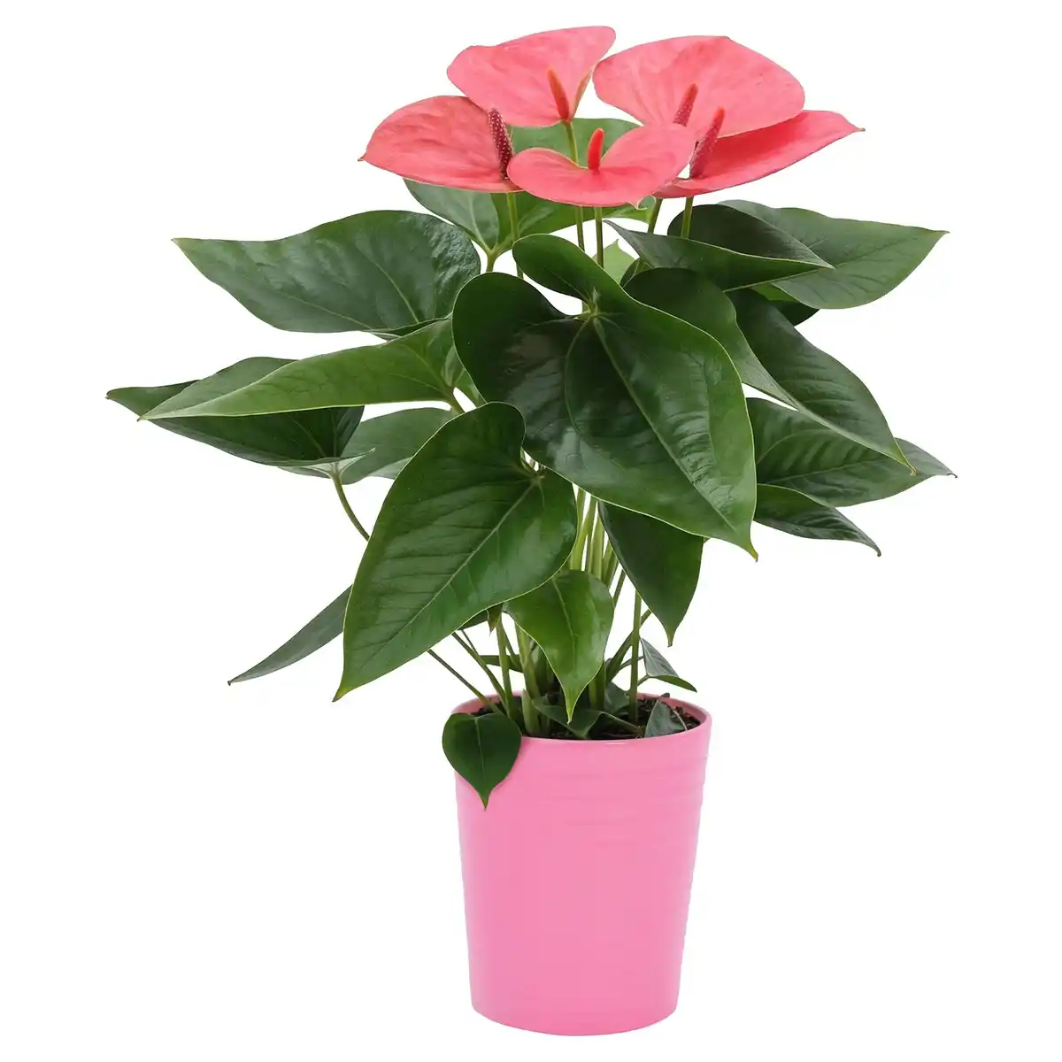 Bild 1 von GARDENLINE Anthurie in Keramik