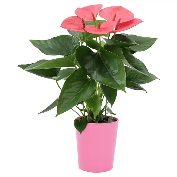Bild 1 von GARDENLINE Anthurie in Keramik
