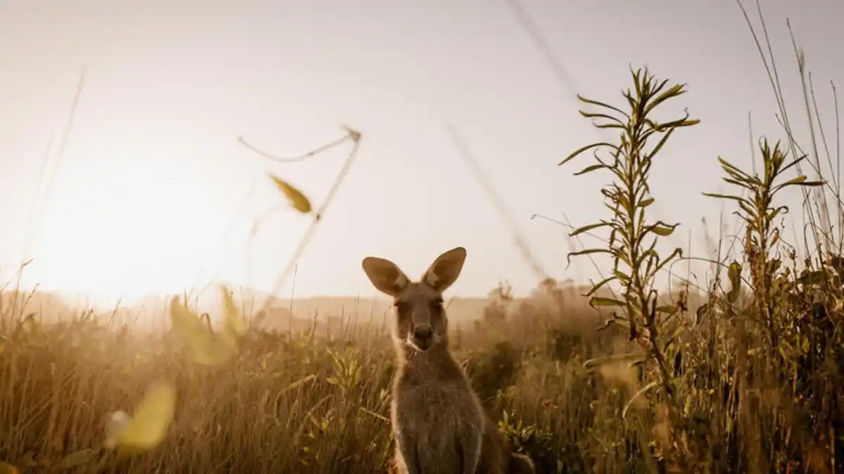 Bild 1 von Kreuzfahrten Australien, Neuseeland & Tasmanien: Kreuzfahrt mit der Anthem of the Seas ab/an Sydney inkl. Australien- & Tasmanien-Rundreise