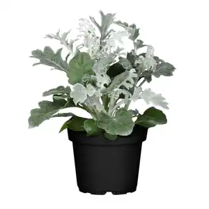 Silberblatt, Senecio cineraria
