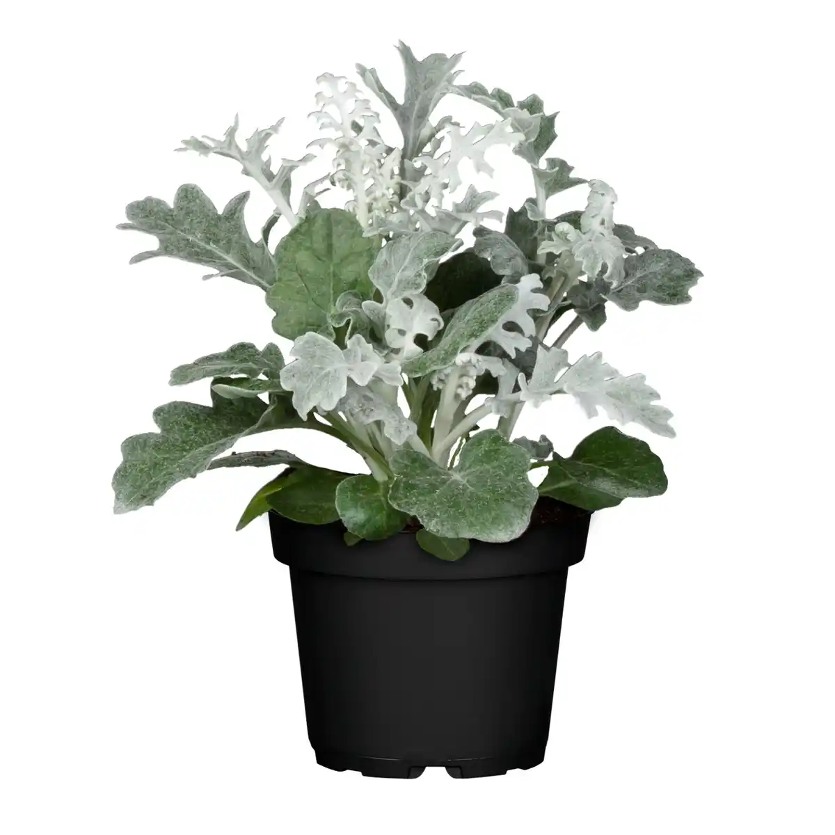 Bild 1 von Silberblatt, Senecio cineraria