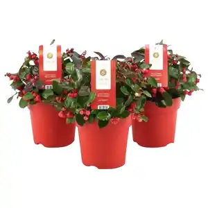 Scheinbeere, Gaultheria procumbens »Big Berry«, max. Wuchshöhe: 20 cm