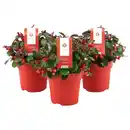 Bild 1 von Scheinbeere, Gaultheria procumbens »Big Berry«, max. Wuchshöhe: 20 cm