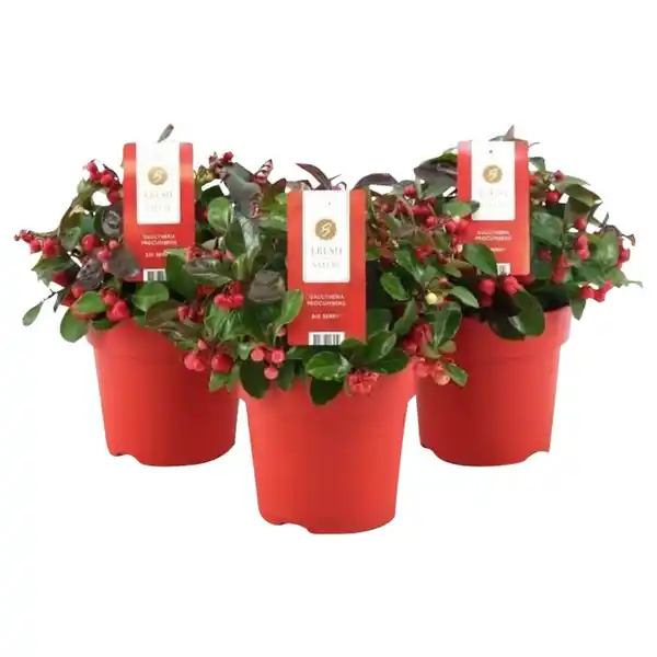 Bild 1 von Scheinbeere, Gaultheria procumbens »Big Berry«, max. Wuchshöhe: 20 cm