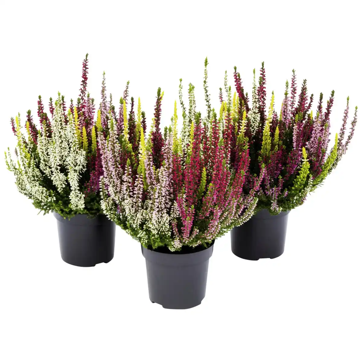 Bild 3 von Besenheide, Calluna vulgaris »High Five«, max. Wuchshöhe: 50 cm, Blüte: mehrfarbig
