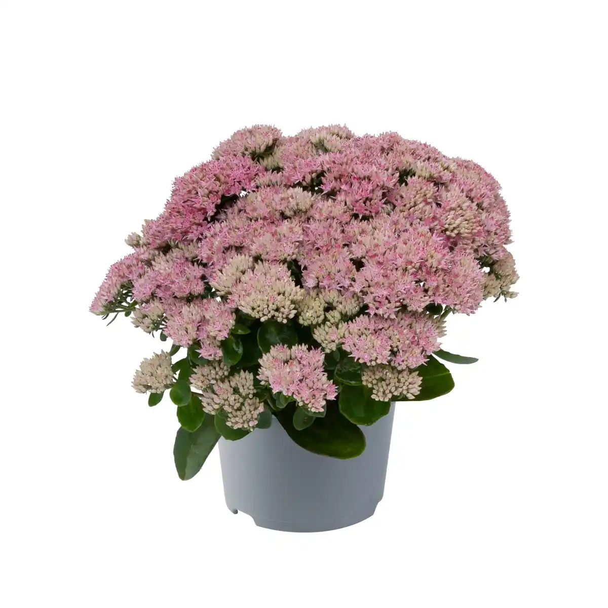 Bild 1 von Fette Henne, Sedum telephium, 20-40 cm