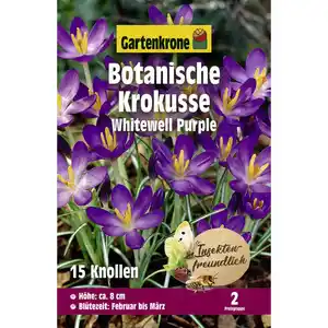 Gartenkrone Krokusse, 15 Blumenzwiebeln, purpurviolett