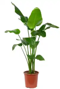 Strelitzie