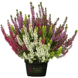 Besenheide, Calluna vulgaris »High Five«, max. Wuchshöhe: 50 cm, Blüte: mehrfarbig