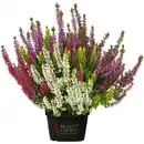 Bild 1 von Besenheide, Calluna vulgaris »High Five«, max. Wuchshöhe: 50 cm, Blüte: mehrfarbig