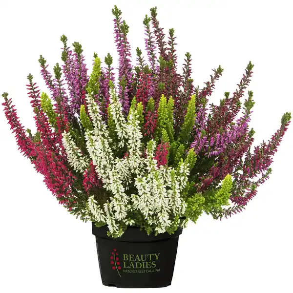 Bild 1 von Besenheide, Calluna vulgaris »High Five«, max. Wuchshöhe: 50 cm, Blüte: mehrfarbig