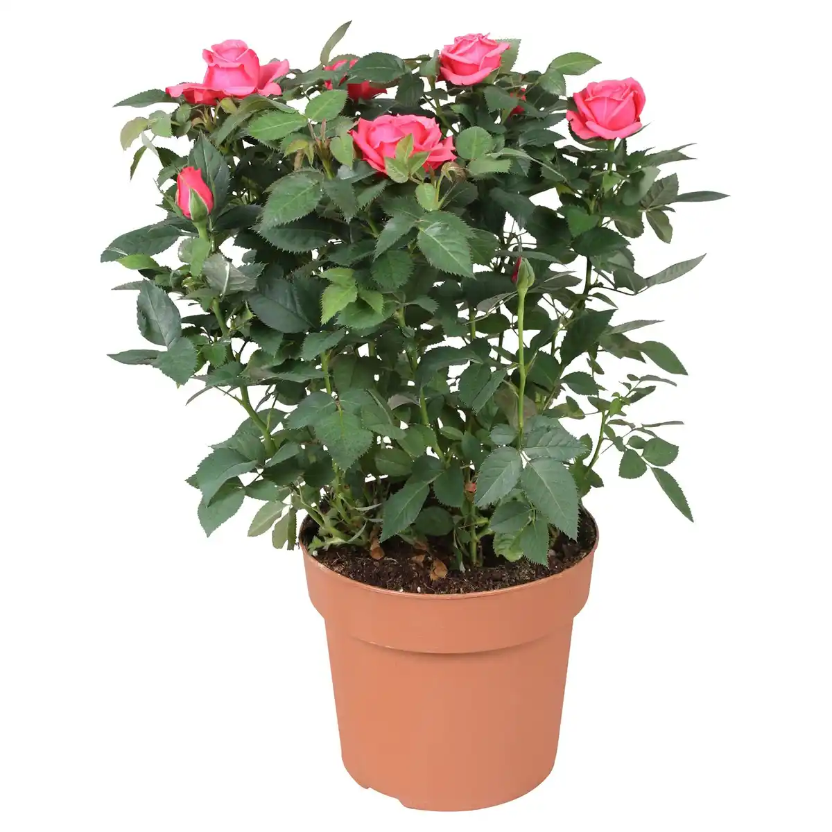 Bild 1 von GARDENLINE Rosen rosa