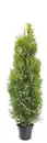 Bild 1 von XXL Thuja Brabant