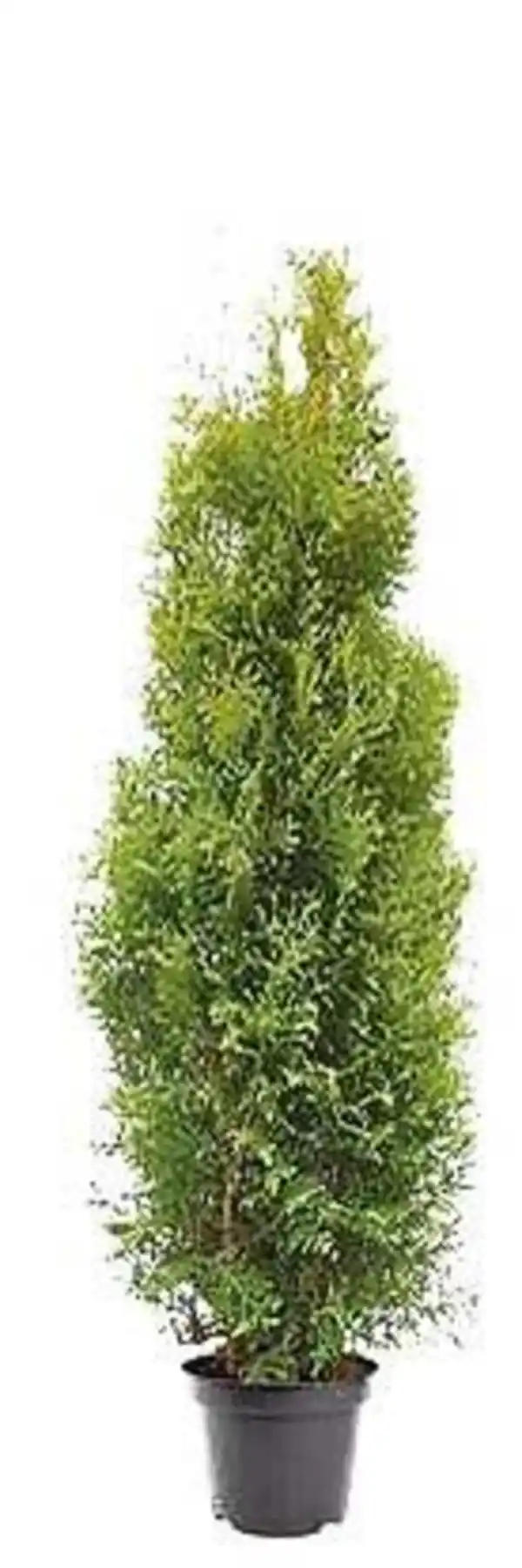 Bild 1 von XXL Thuja Brabant