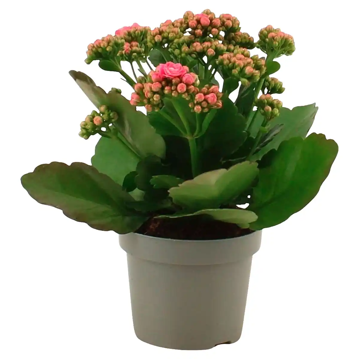 Bild 1 von GARDENLINE Kalanchoe