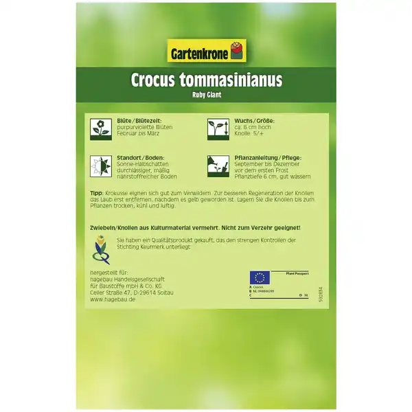 Bild 2 von Gartenkrone Krokusse, 12 Blumenzwiebeln, purpurviolett