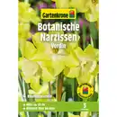Bild 1 von Gartenkrone Narzisse, 4 Blumenzwiebeln, gelb