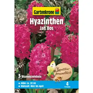 Gartenkrone Hyazinthe »Jan Bos«, 3 Stück, rot