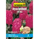 Bild 1 von Gartenkrone Hyazinthe »Jan Bos«, 3 Stück, rot