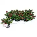 Bild 3 von Strauchveronica, winterhart, mehrjährig