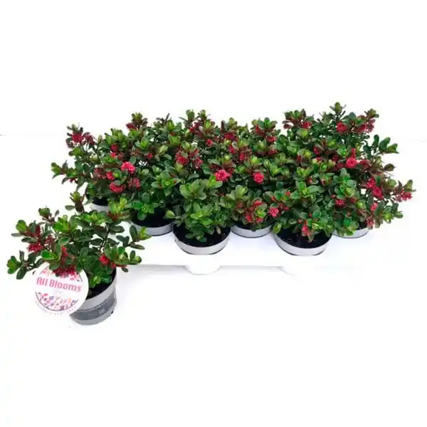 Bild 3 von Strauchveronica, winterhart, mehrjährig