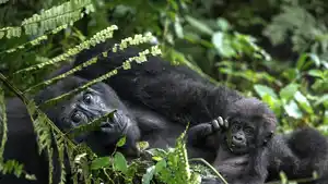 Uganda - Rundreise - Im Land der Berggorillas und Schimpansen