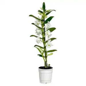 GARDENLINE Dendrobie